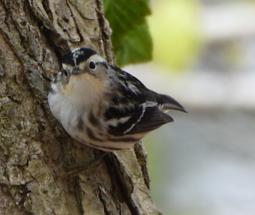 Black-and-white Warbler - ML619108291