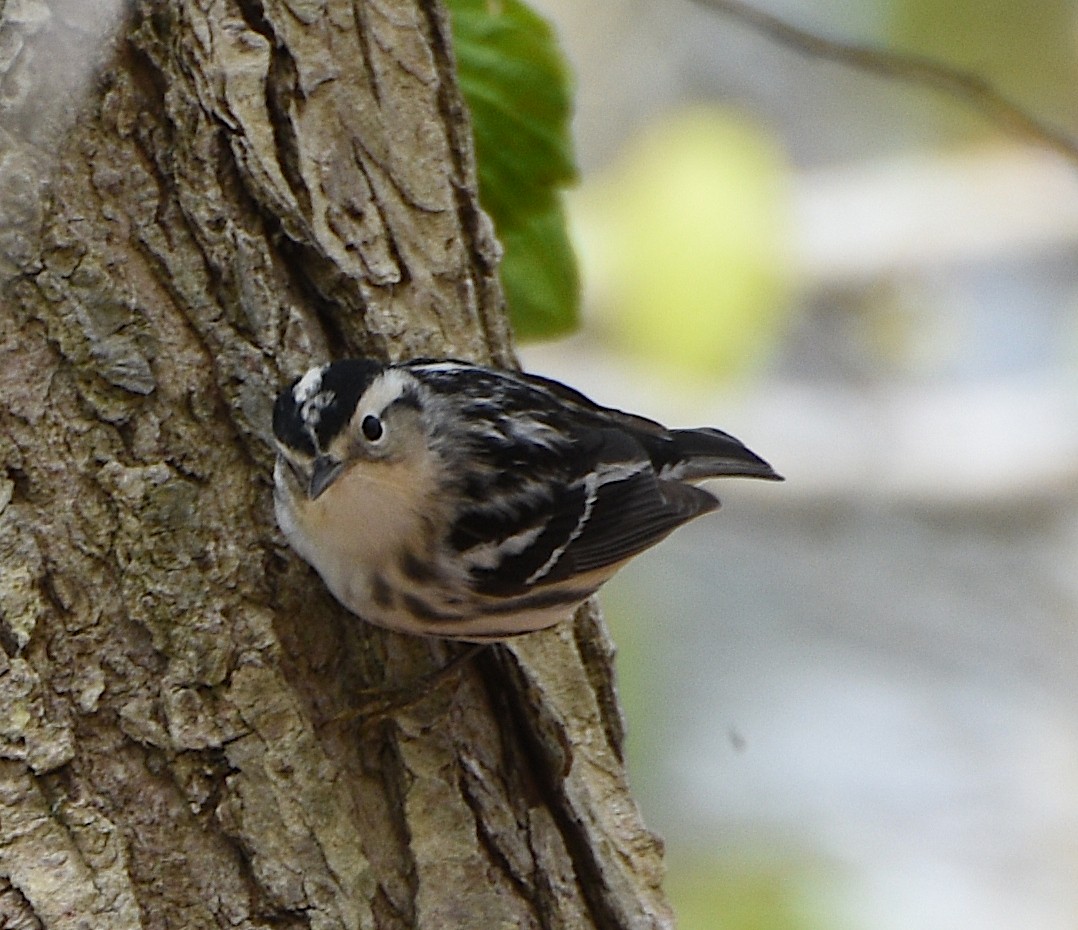 Black-and-white Warbler - ML619108292