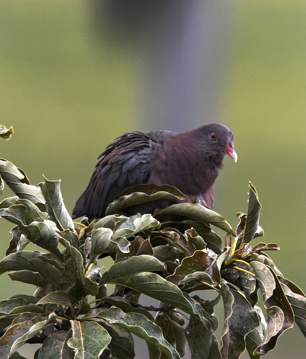 Red-billed Pigeon - ML619108320