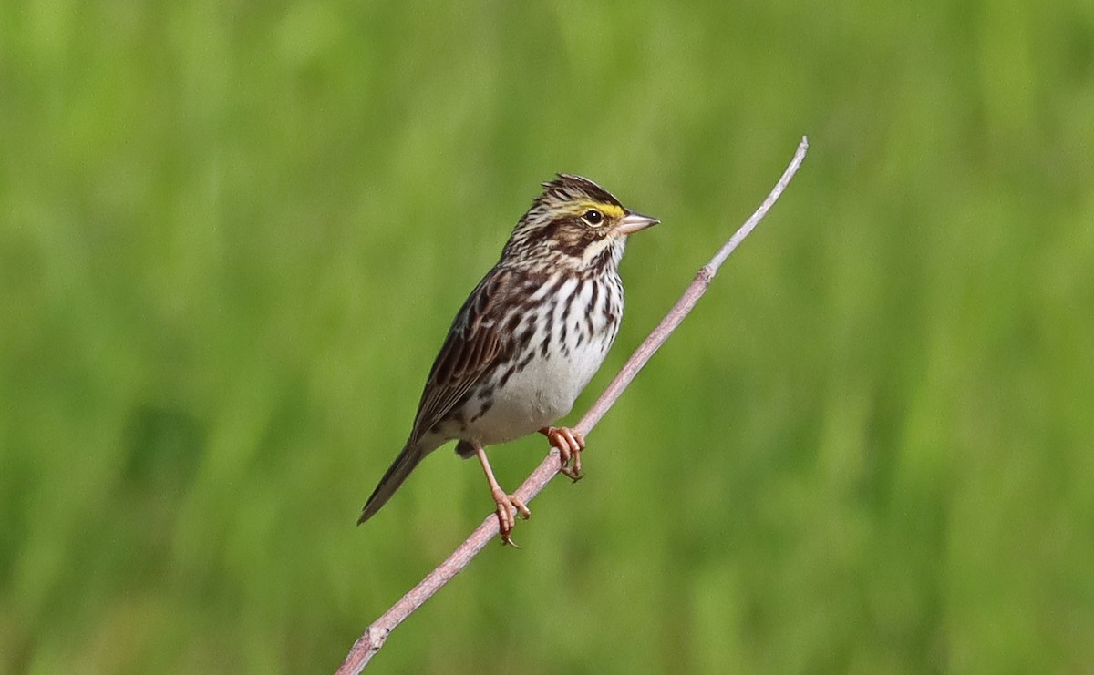 Savannah Sparrow - ML619108328