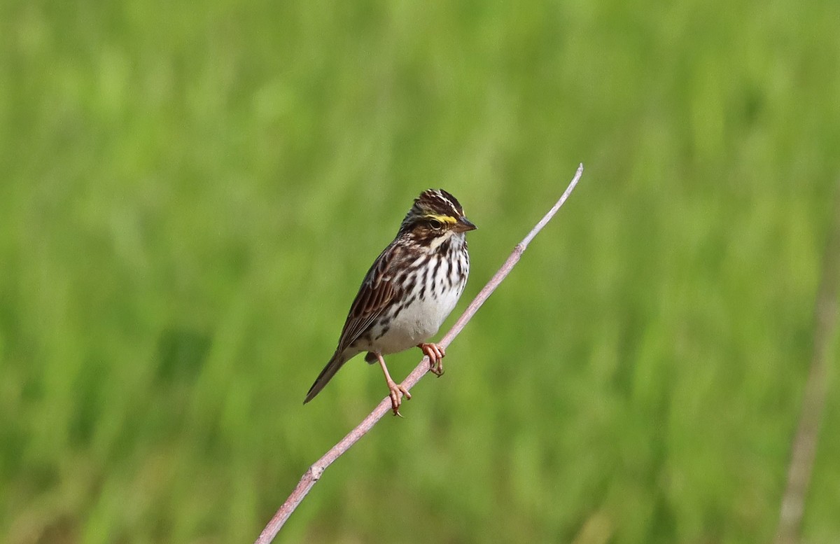 Savannah Sparrow - ML619108329