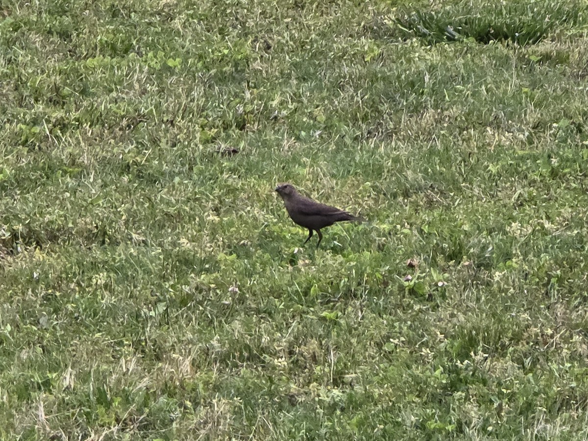 Brown-headed Cowbird - ML619108364