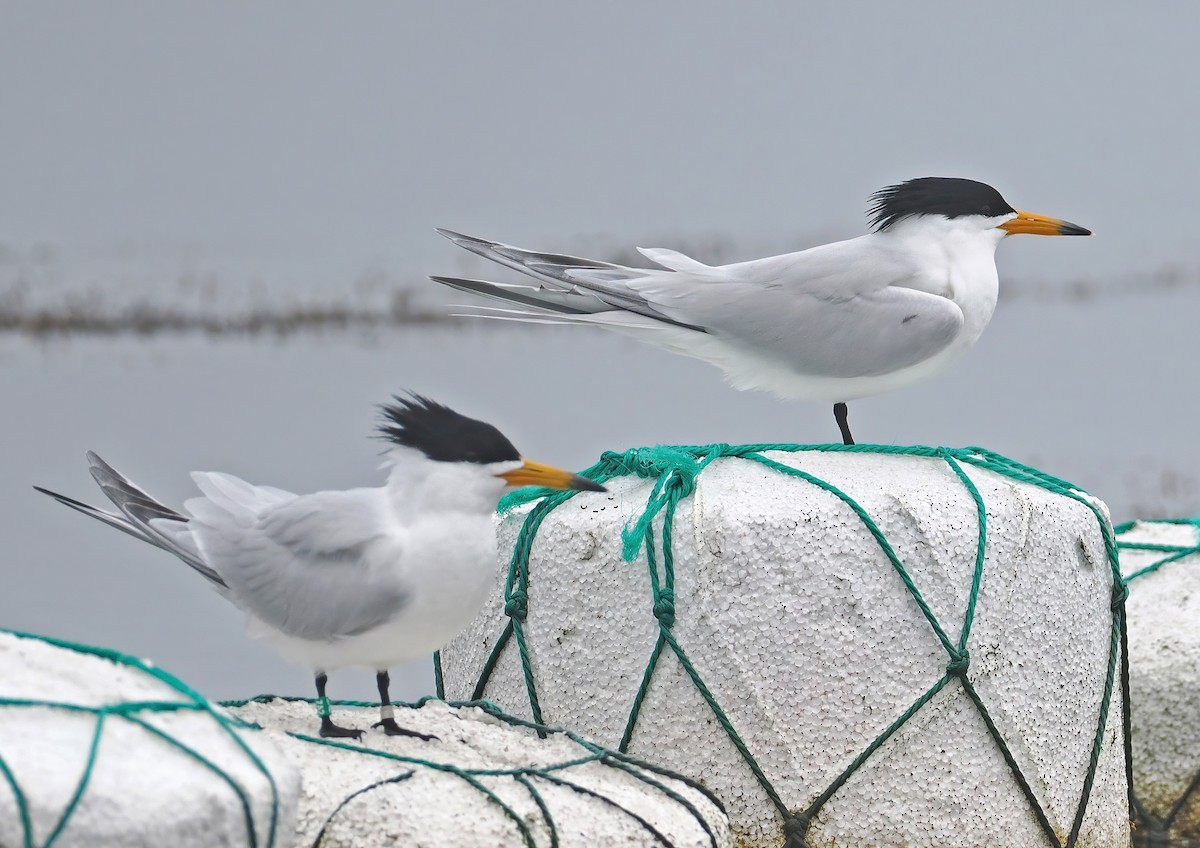 Chinese Crested Tern - ML619108367