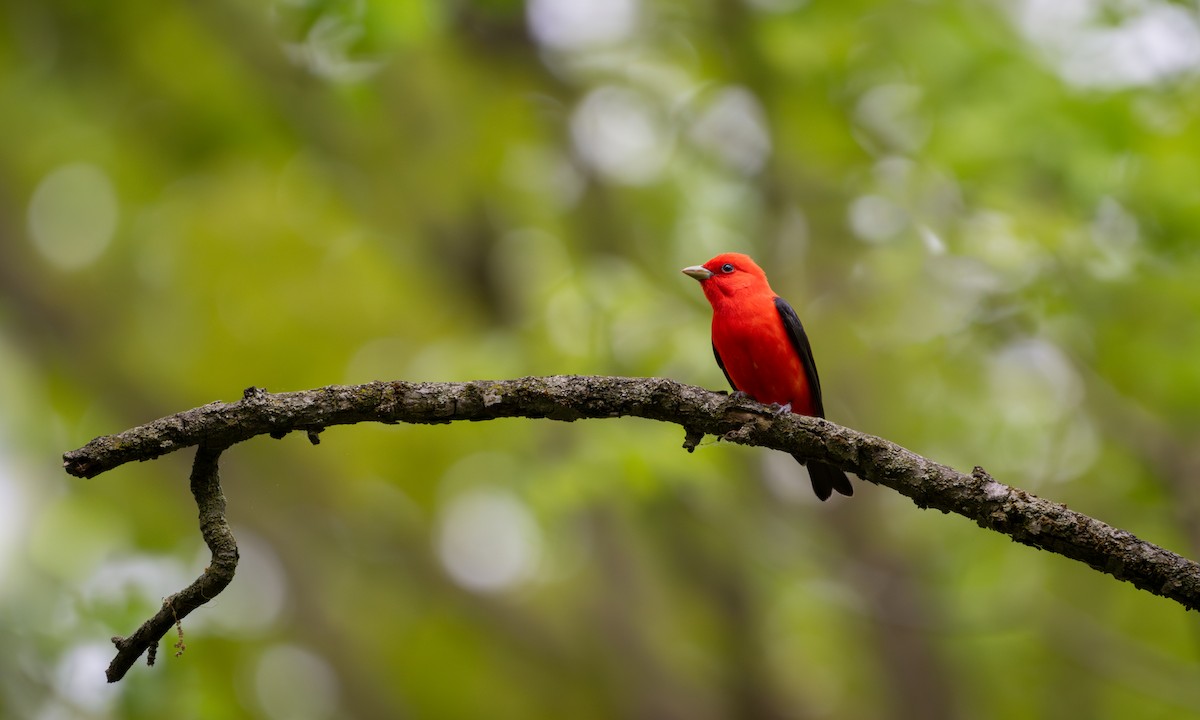 Scarlet Tanager - ML619108399