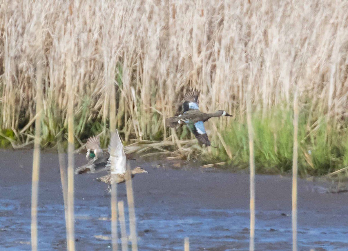 Blue-winged Teal - ML619108427