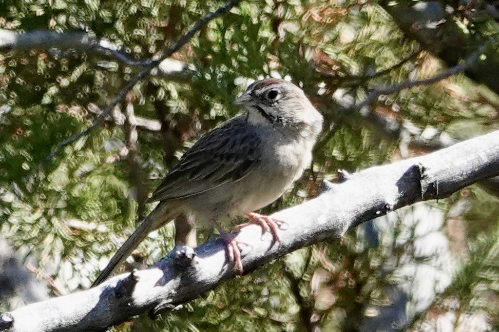 Rufous-crowned Sparrow - ML619108430