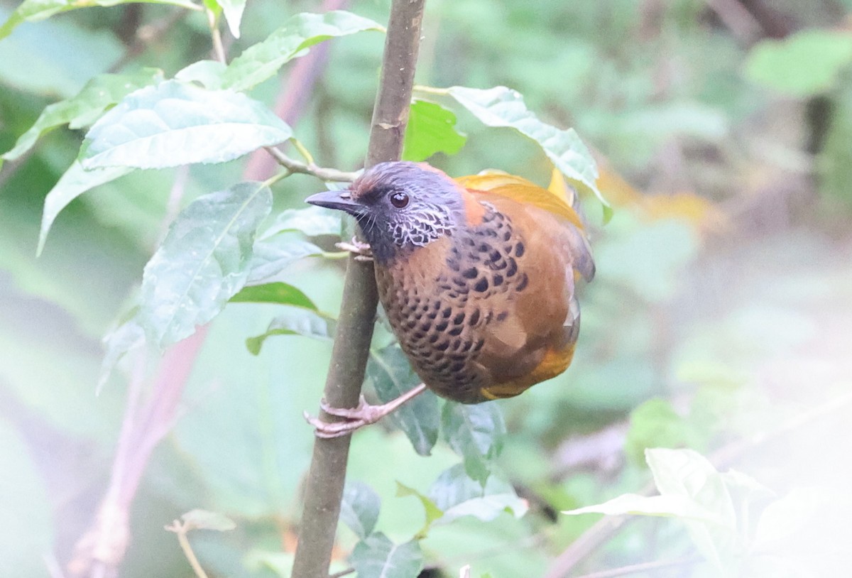 Chestnut-crowned Laughingthrush - ML619108432