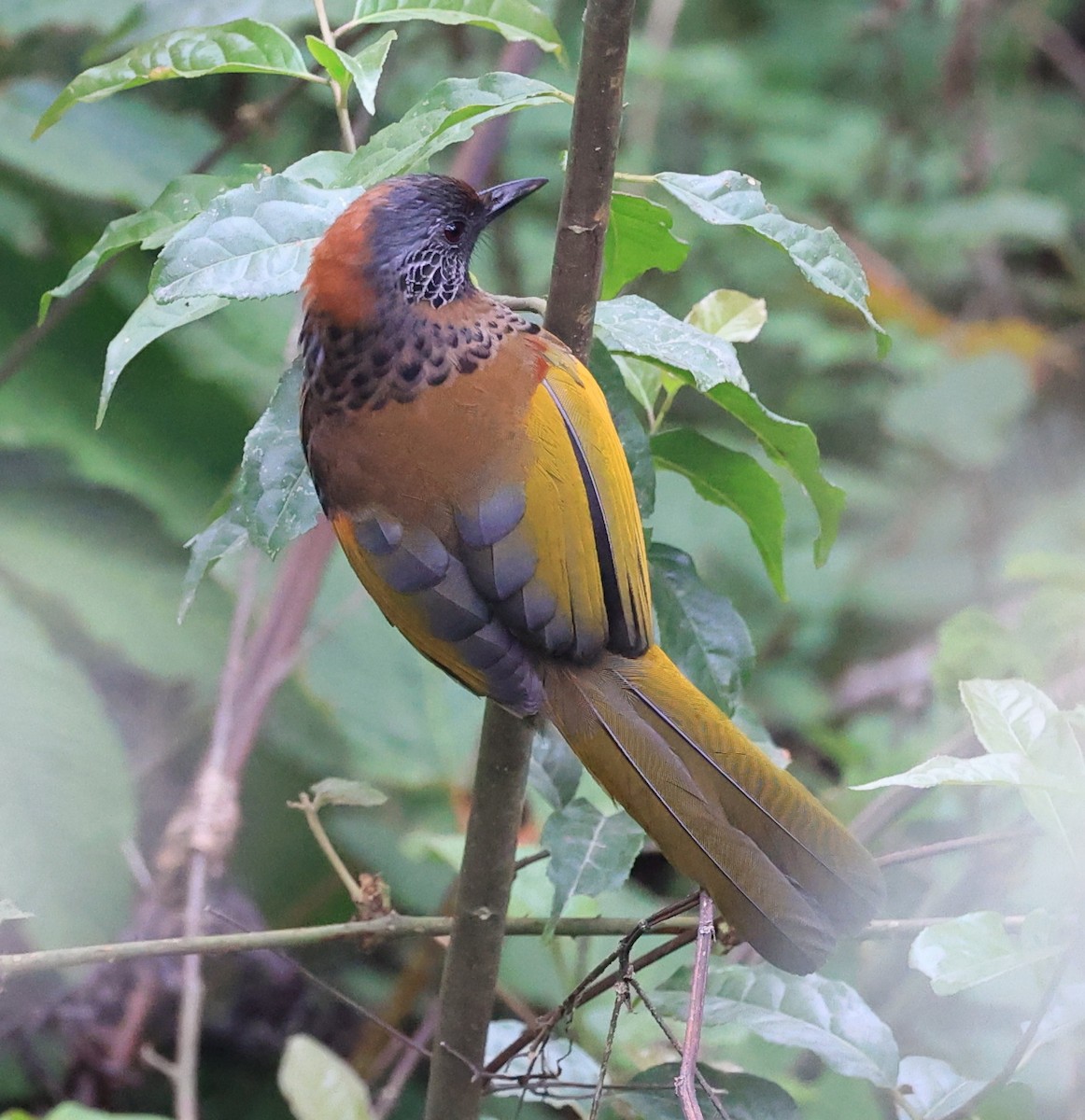 Chestnut-crowned Laughingthrush - ML619108433