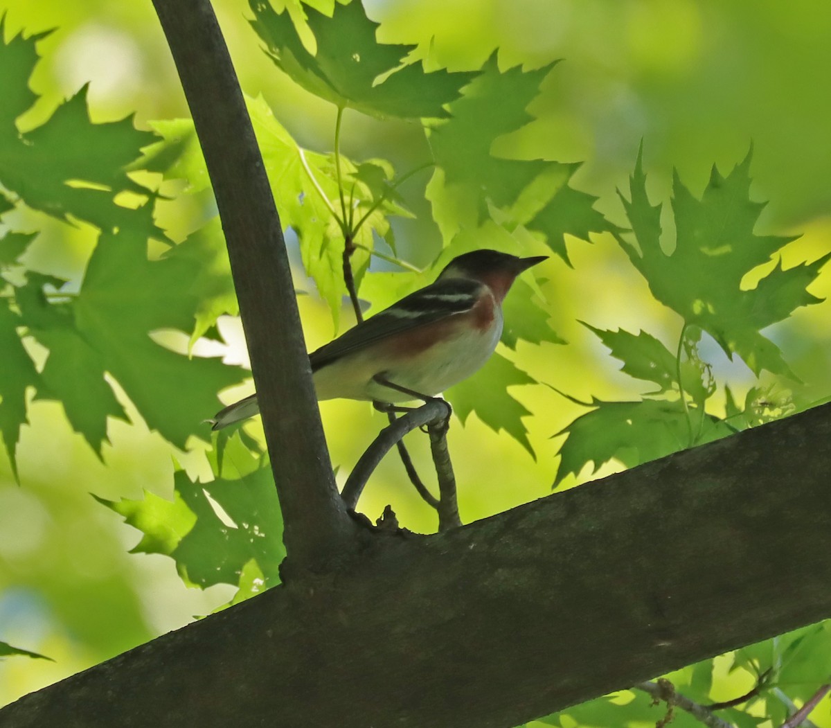 Bay-breasted Warbler - ML619108434