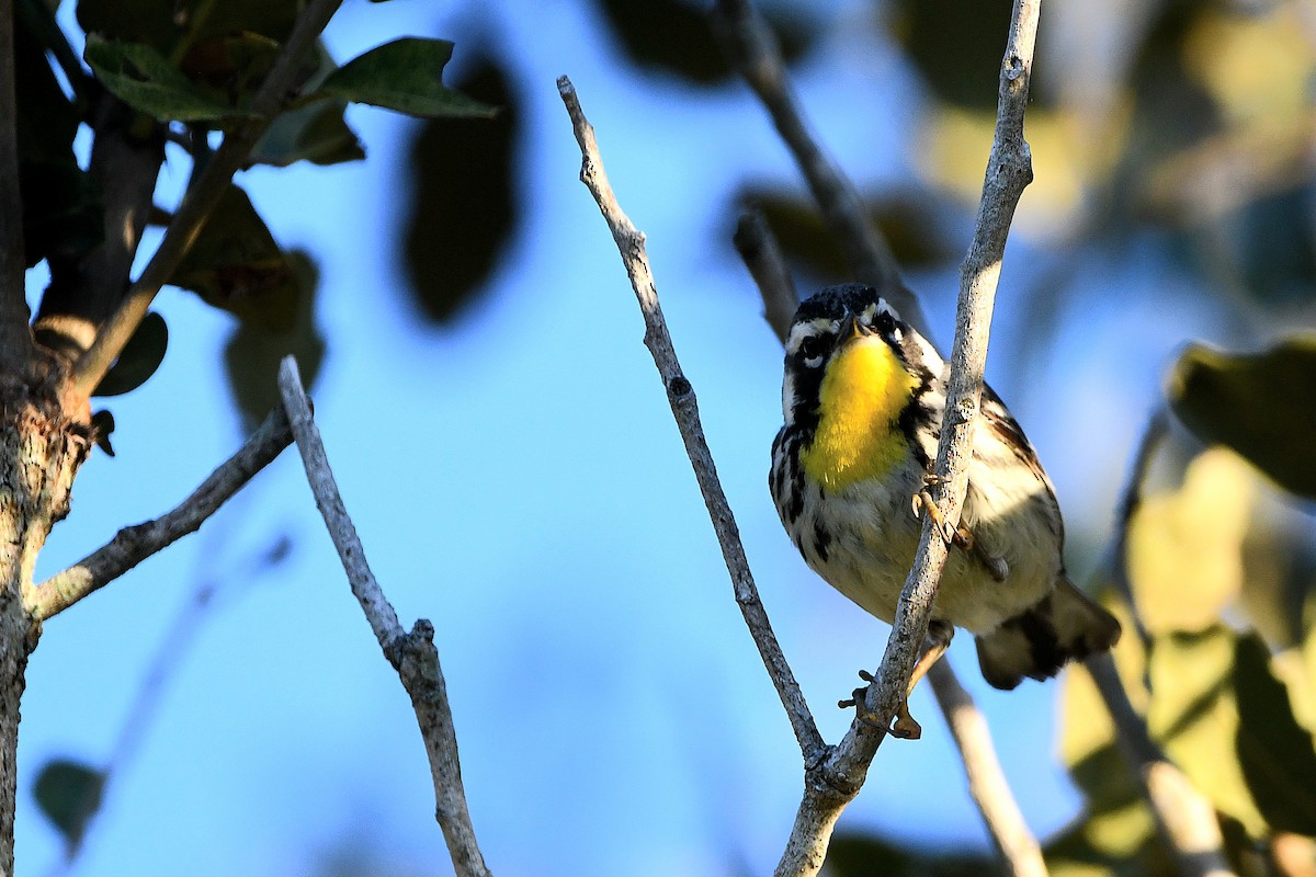 Yellow-throated Warbler - ML619108454