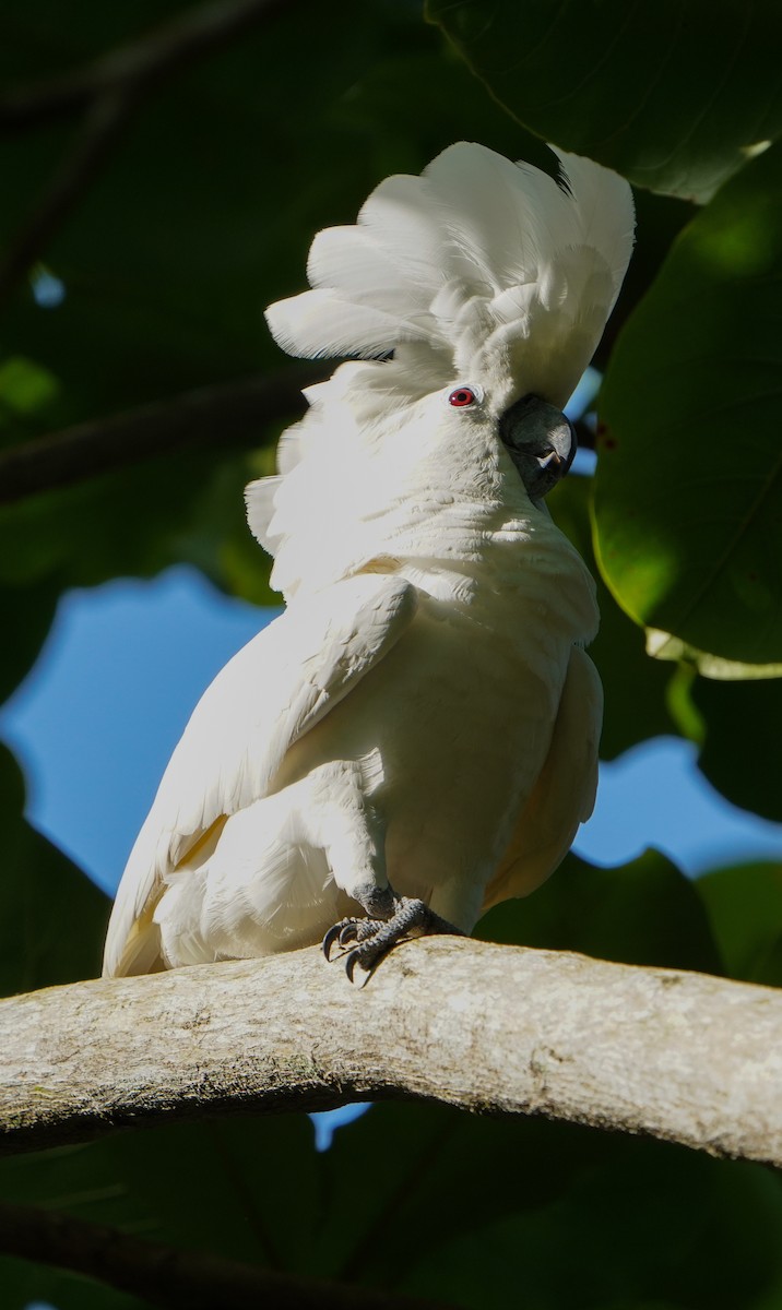 White Cockatoo - ML619108462