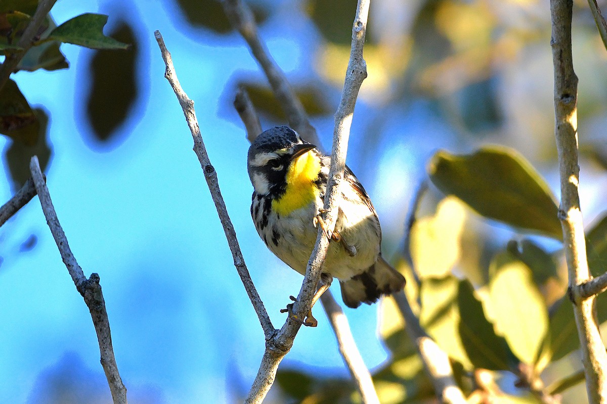 Yellow-throated Warbler - ML619108463