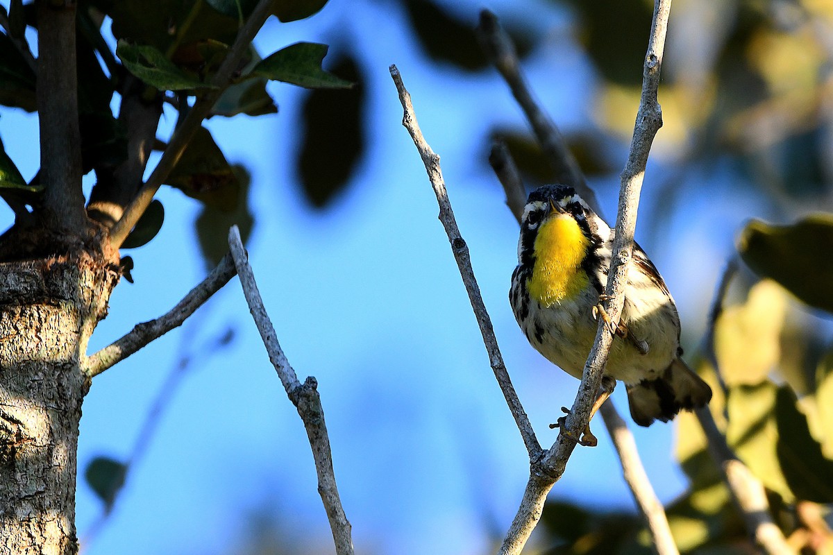 Yellow-throated Warbler - ML619108475