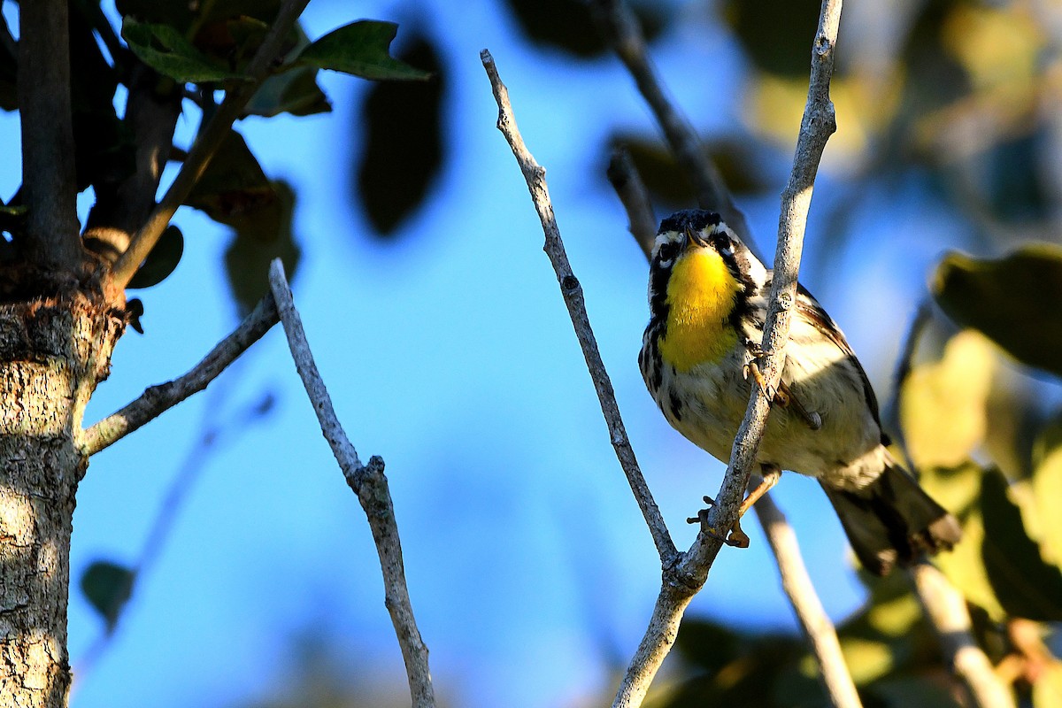 Yellow-throated Warbler - ML619108488