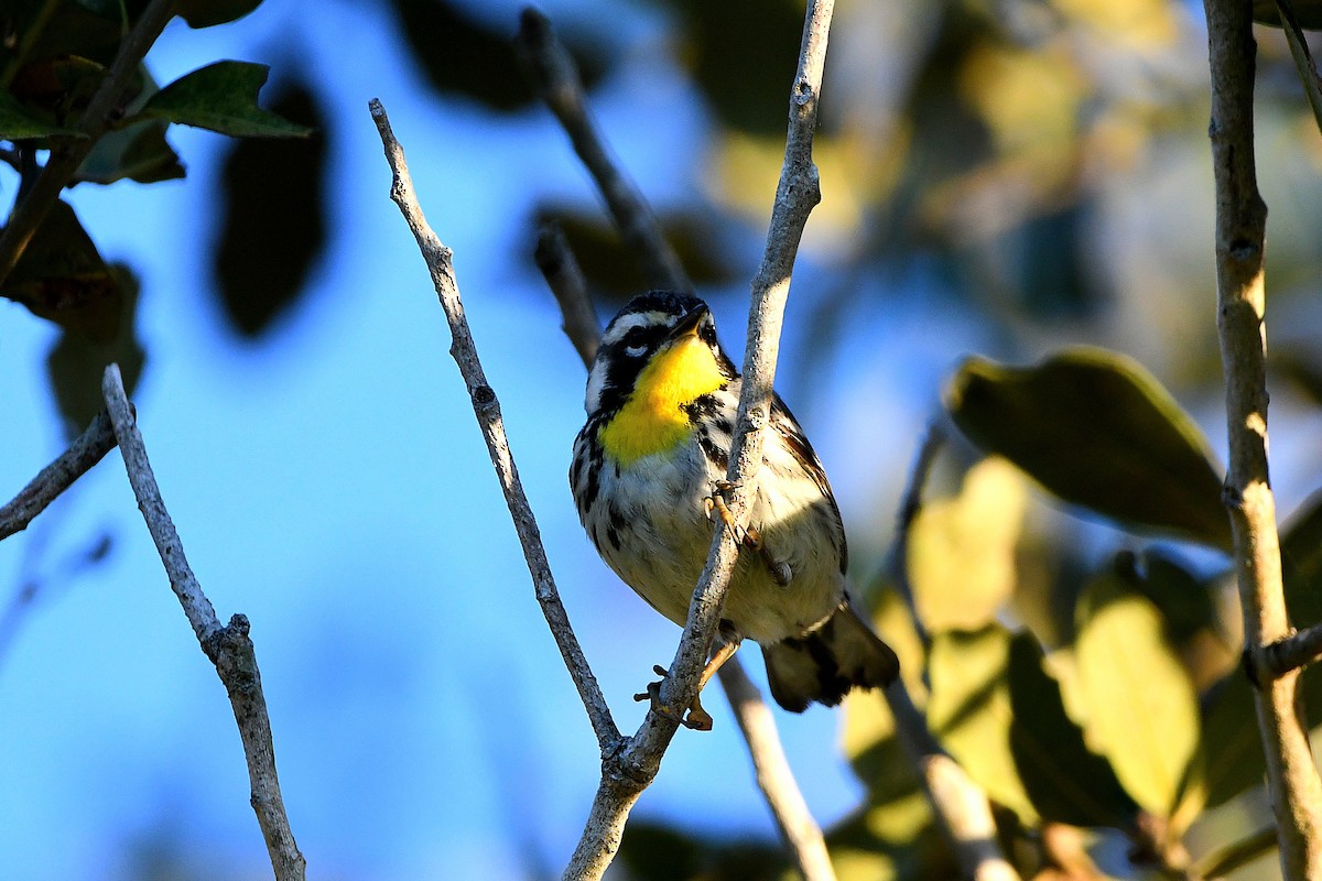 Yellow-throated Warbler - ML619108507
