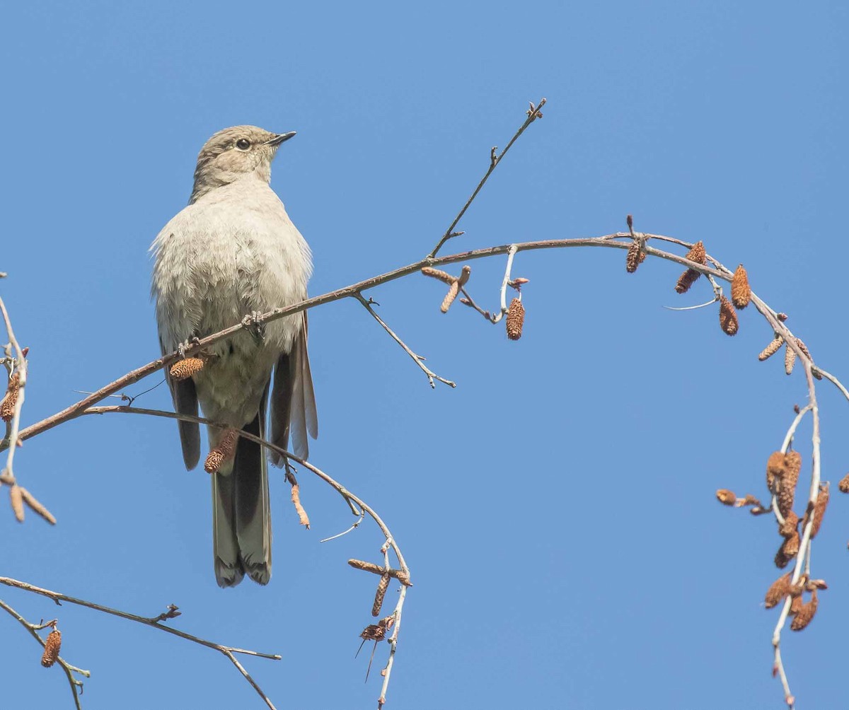 Townsend's Solitaire - ML619108509