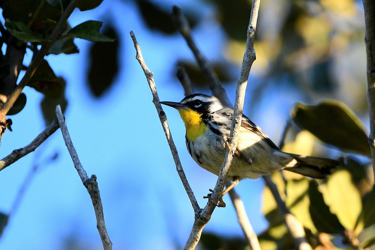 Yellow-throated Warbler - ML619108522