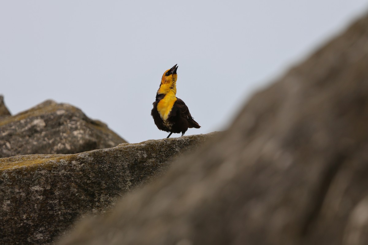 Yellow-headed Blackbird - ML619108525