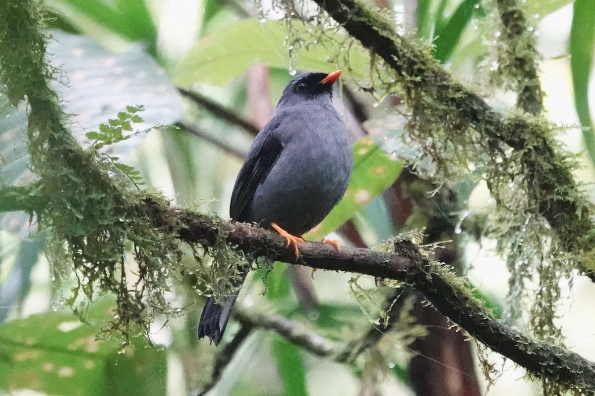 Black-faced Solitaire - ML619108528