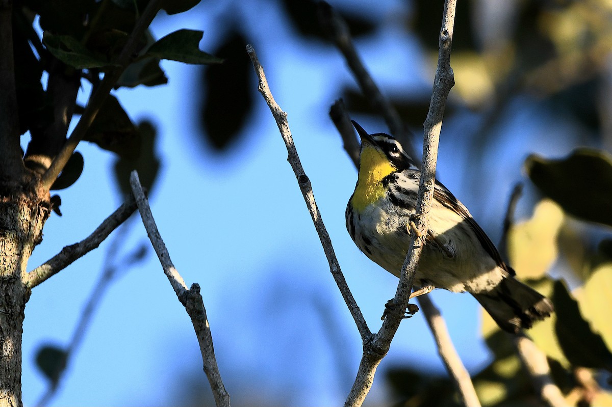 Yellow-throated Warbler - ML619108537