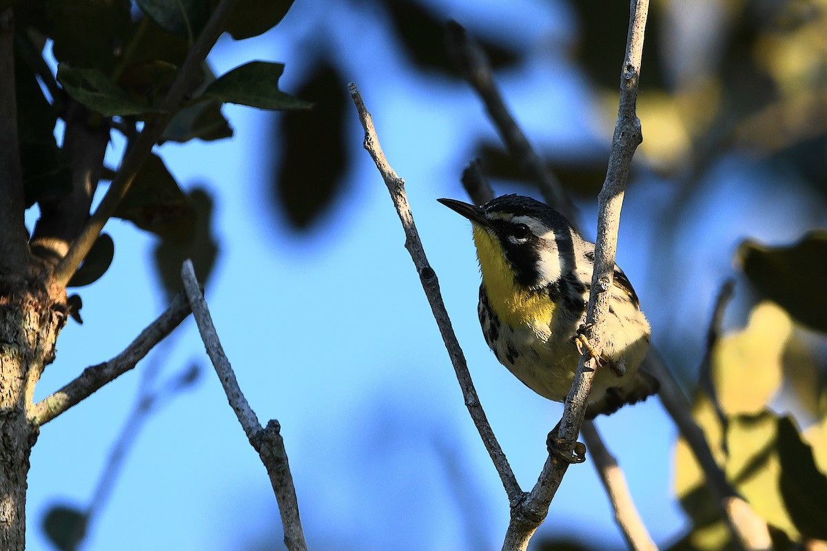 Yellow-throated Warbler - ML619108548