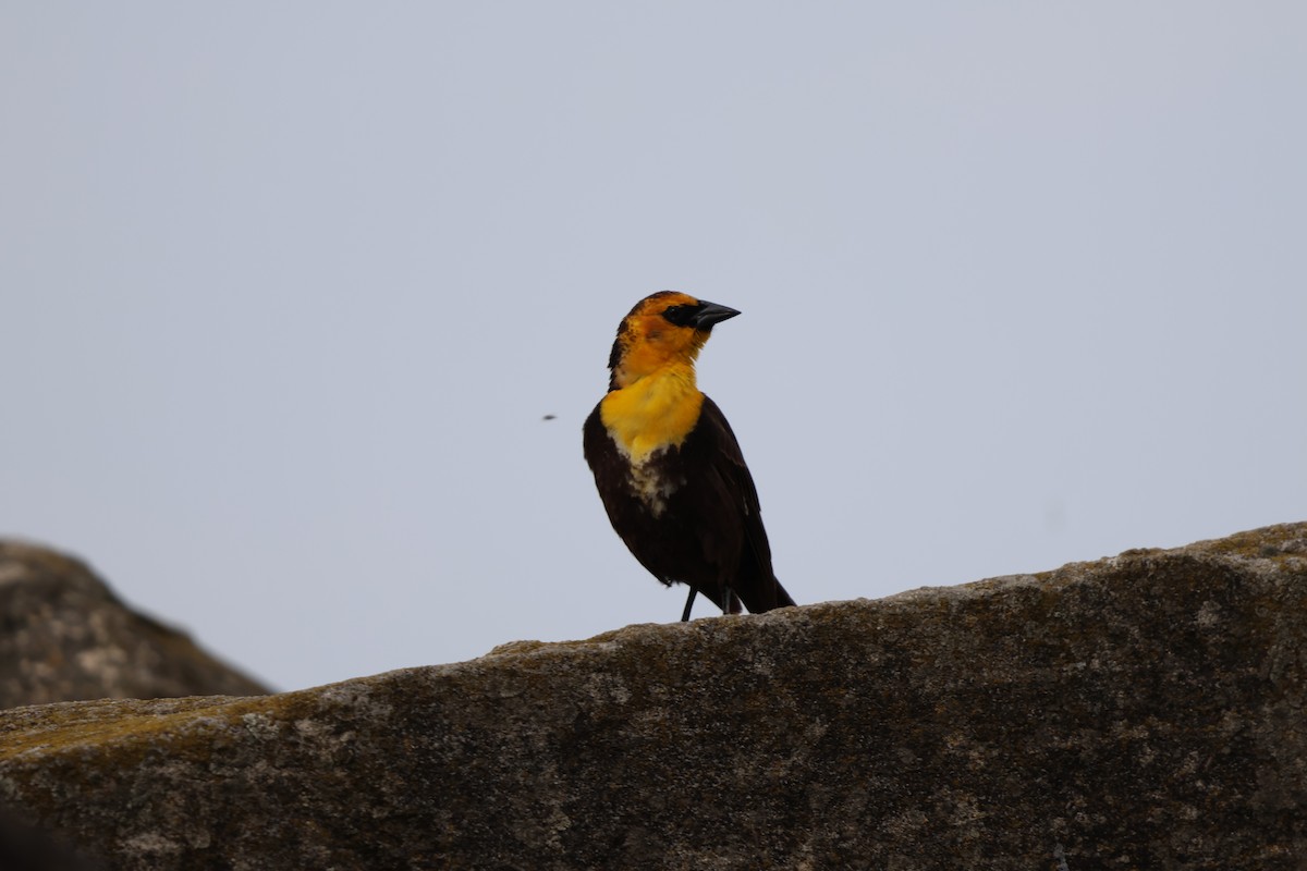 Yellow-headed Blackbird - ML619108557
