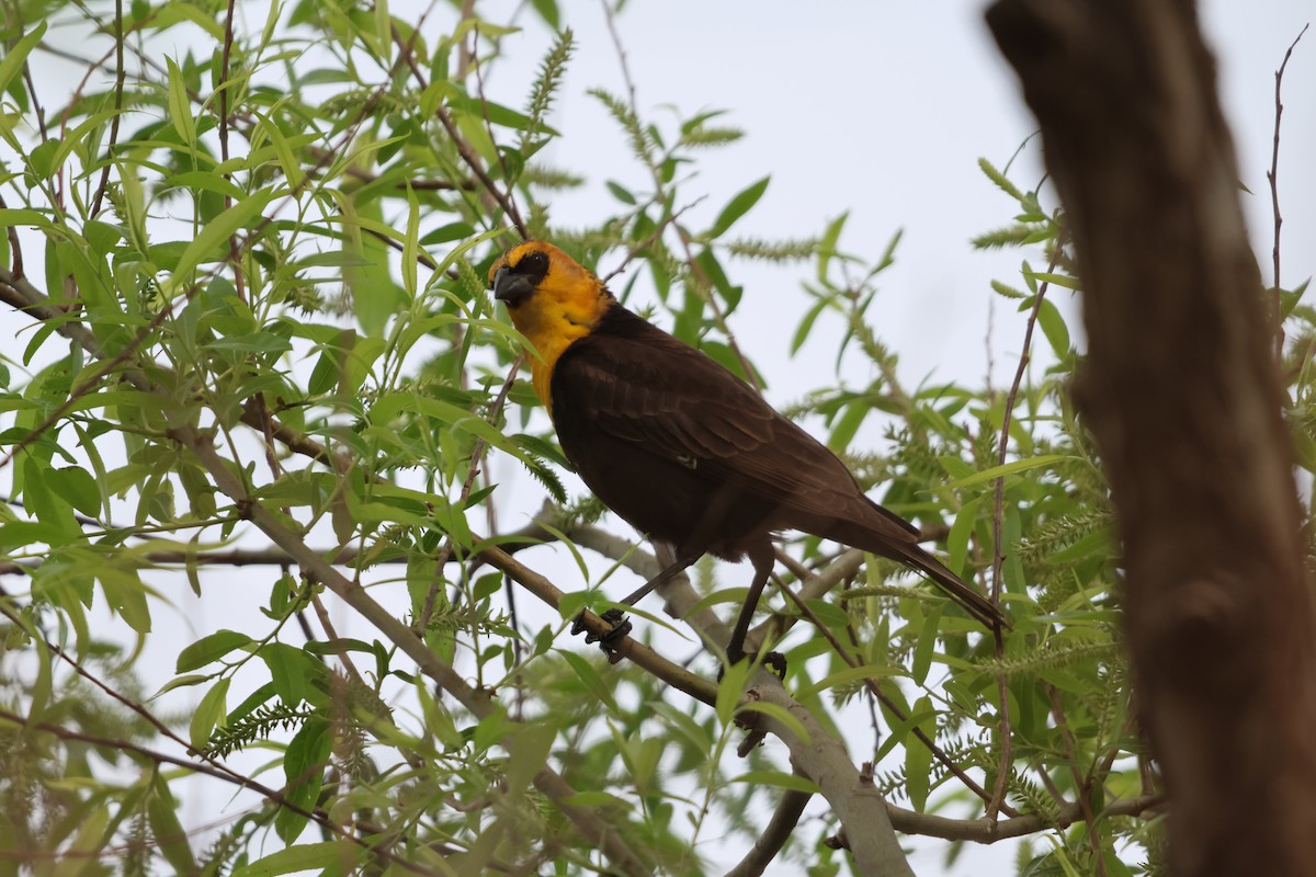 Yellow-headed Blackbird - ML619108558