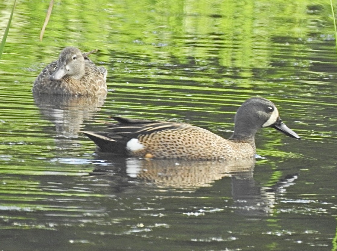Blue-winged Teal - ML619108559