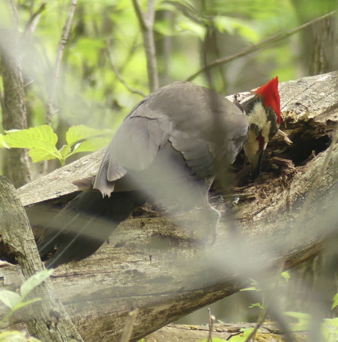 Pileated Woodpecker - ML619108570