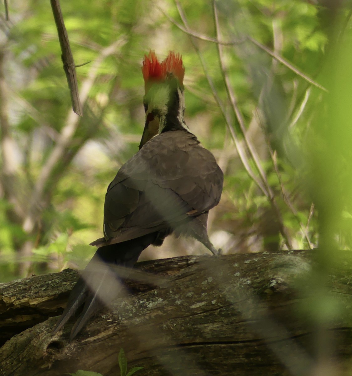 Pileated Woodpecker - ML619108572