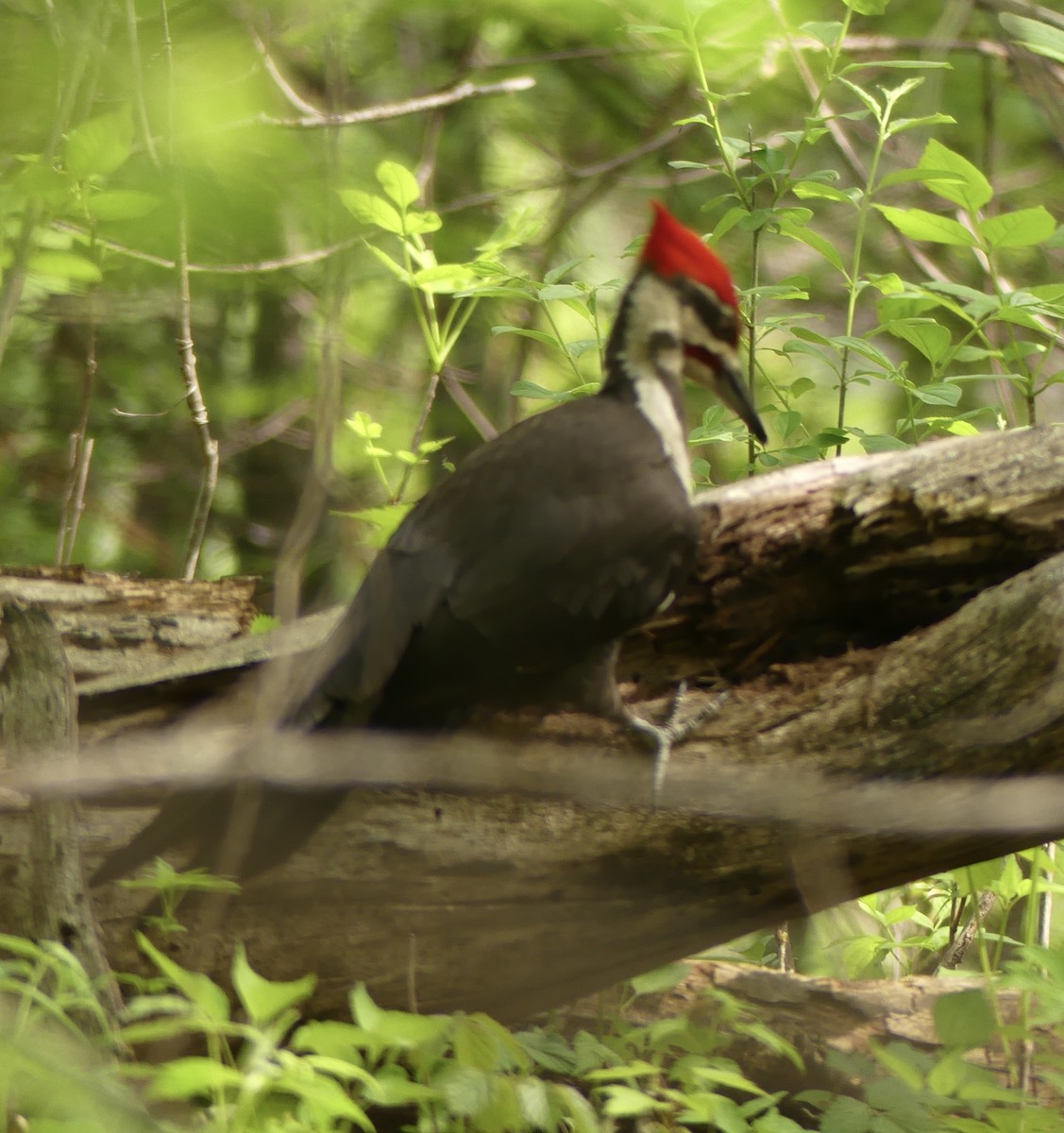 Pileated Woodpecker - ML619108573