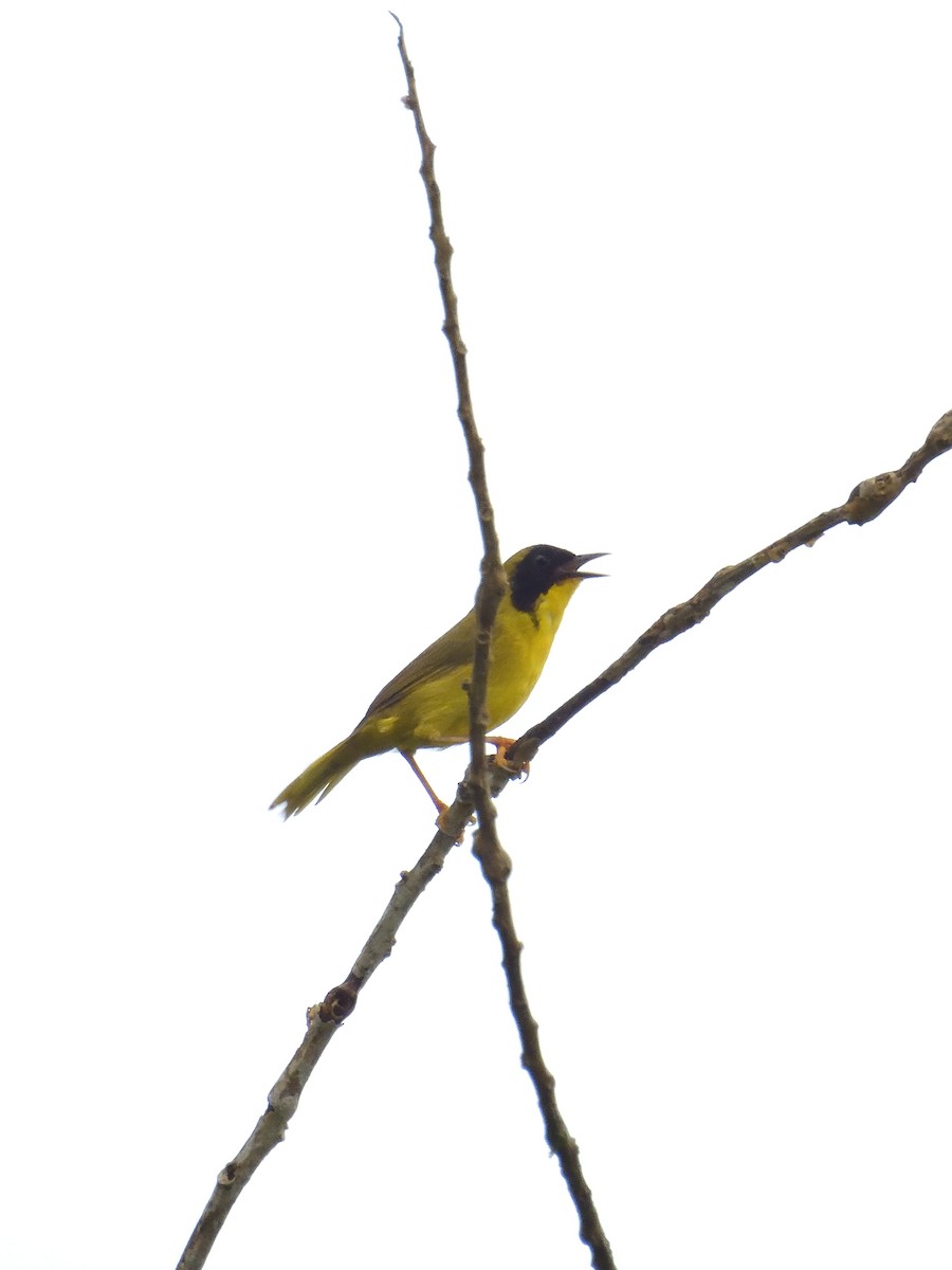 Olive-crowned Yellowthroat - ML619108602