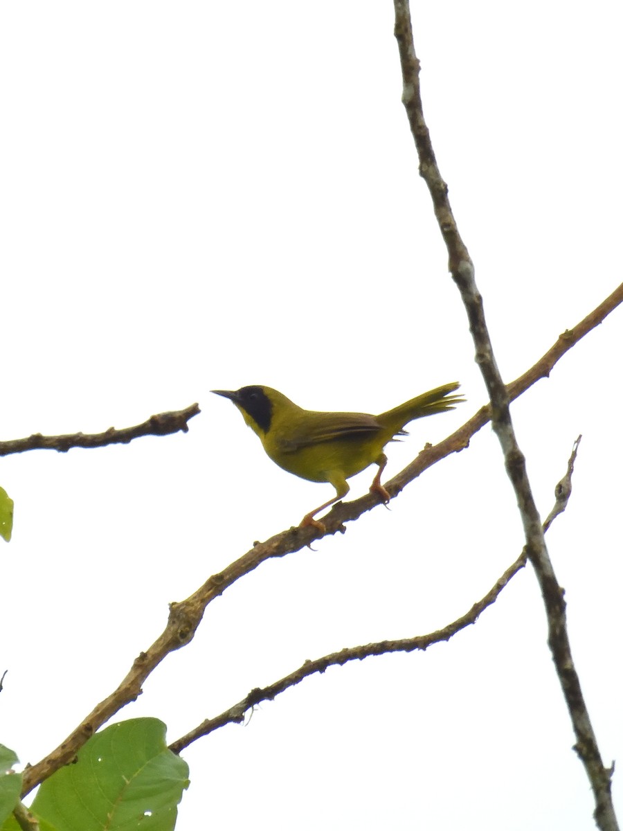 Olive-crowned Yellowthroat - ML619108603