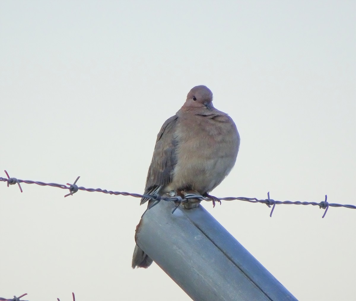 Laughing Dove - ML619108608