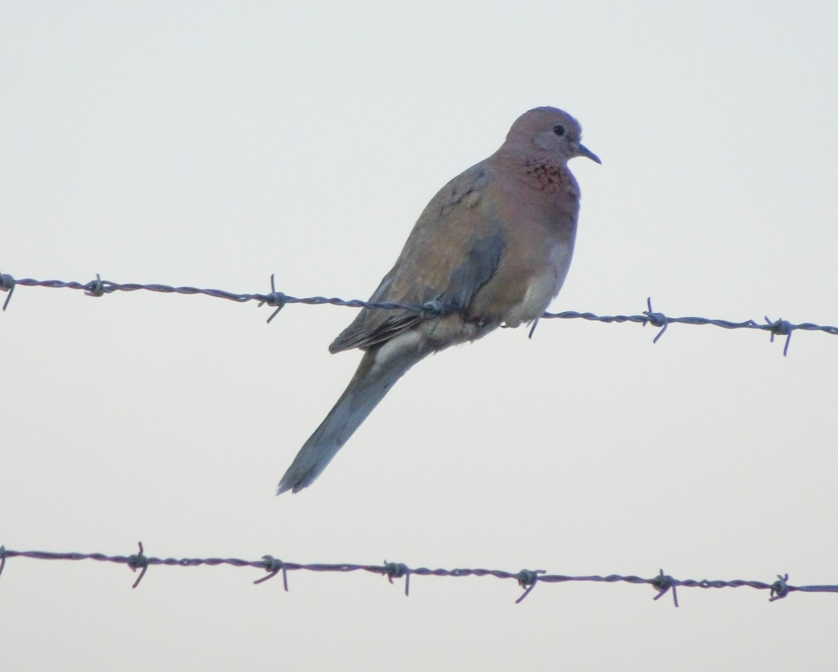 Laughing Dove - ML619108609