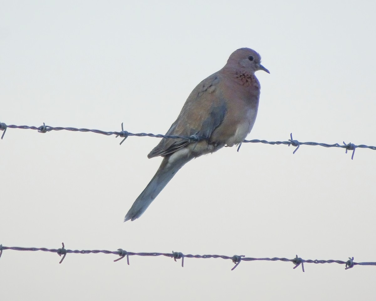 Laughing Dove - ML619108611