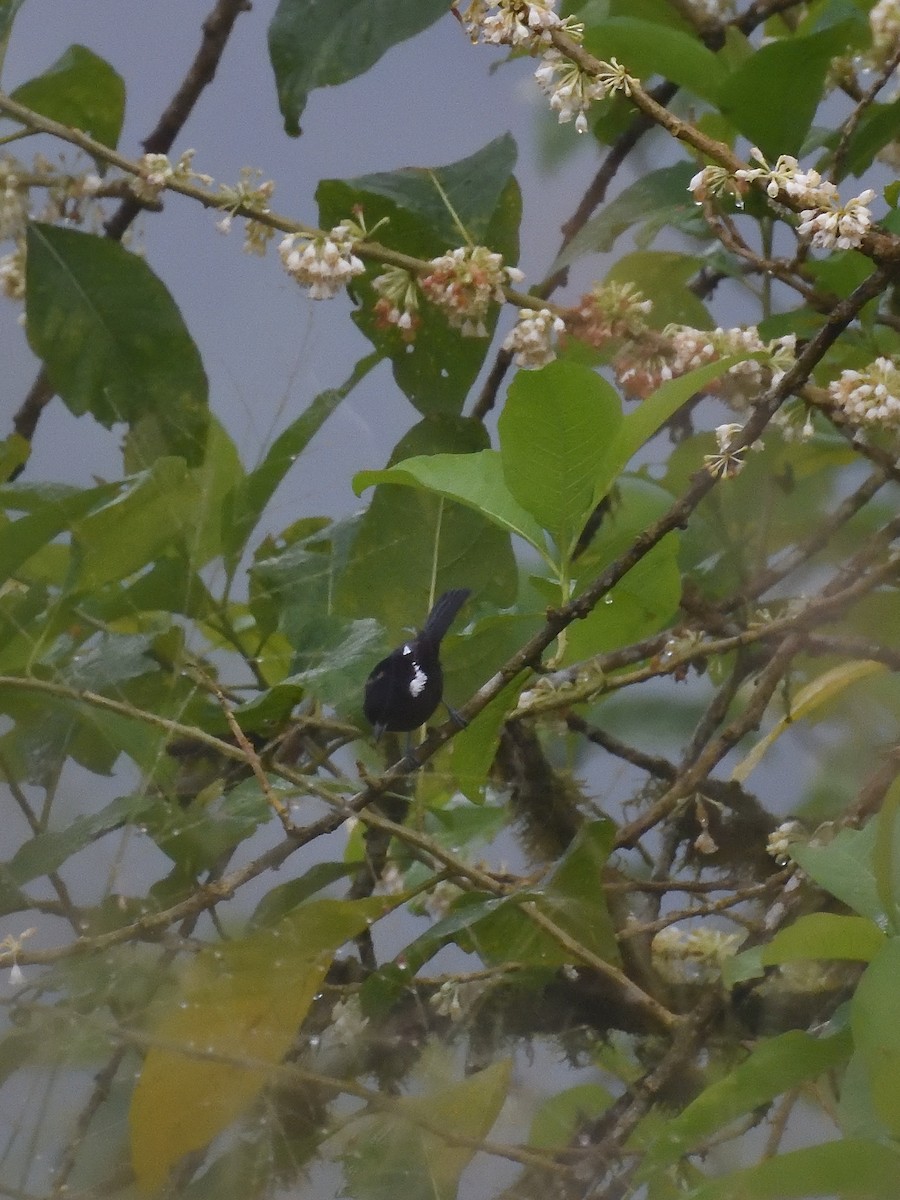 White-winged Tanager - ML619108615