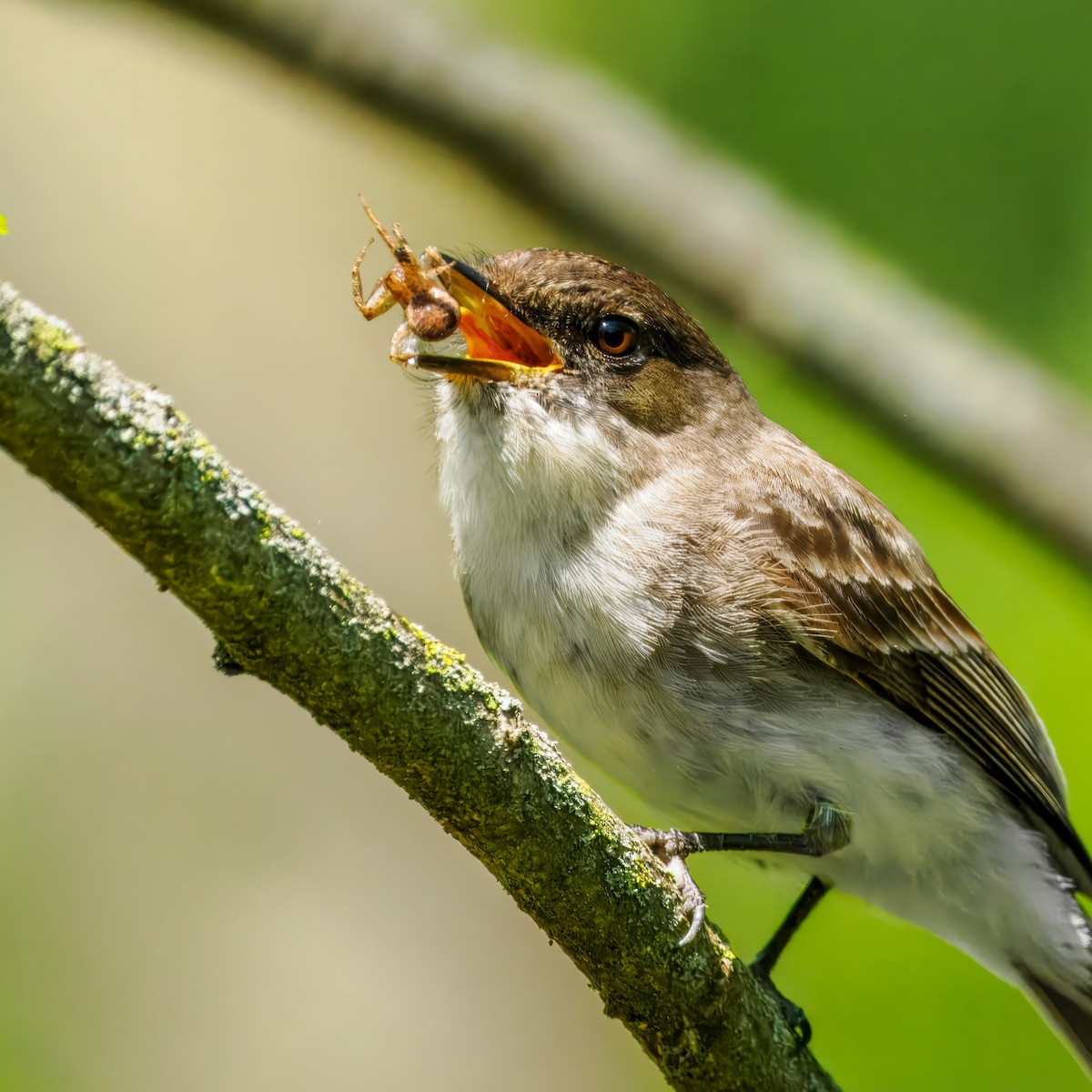 eBird Checklist - 15 May 2024 - Miesville Ravine Park Reserve - 41 species