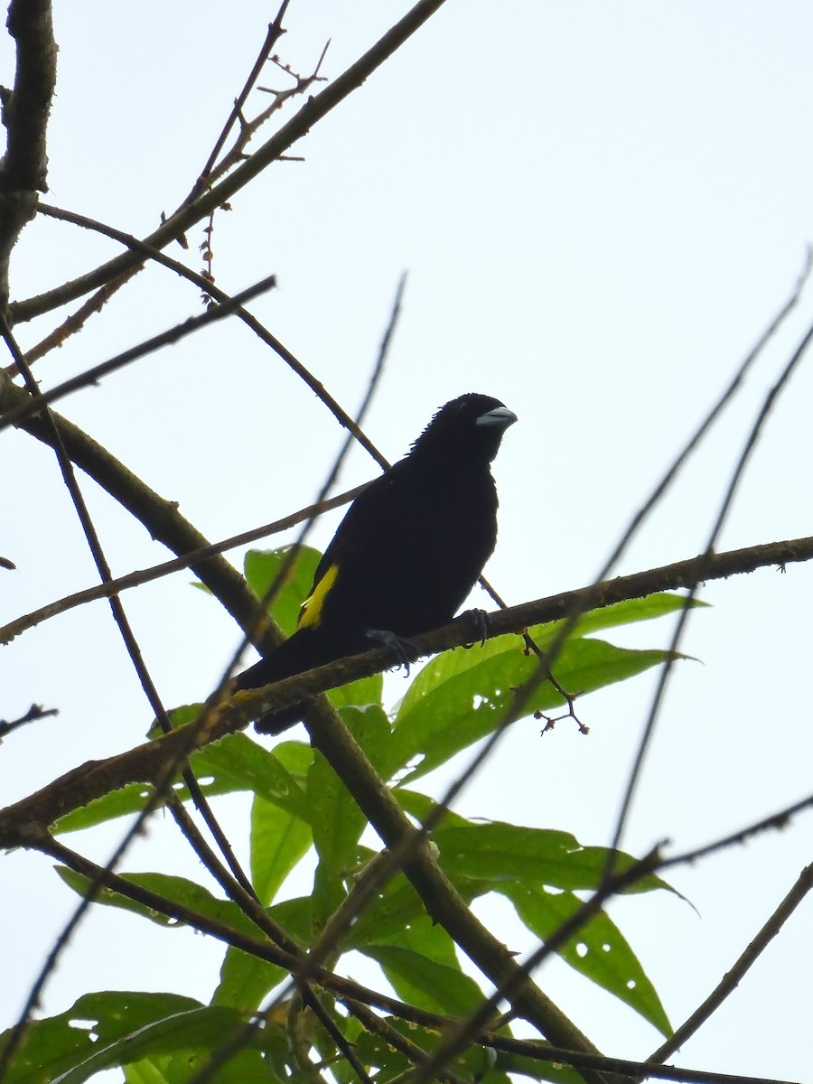 Flame-rumped Tanager - ML619108745