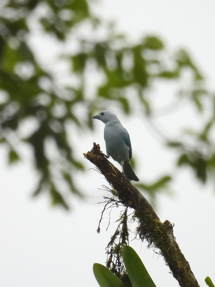 Blue-gray Tanager - ML619108772