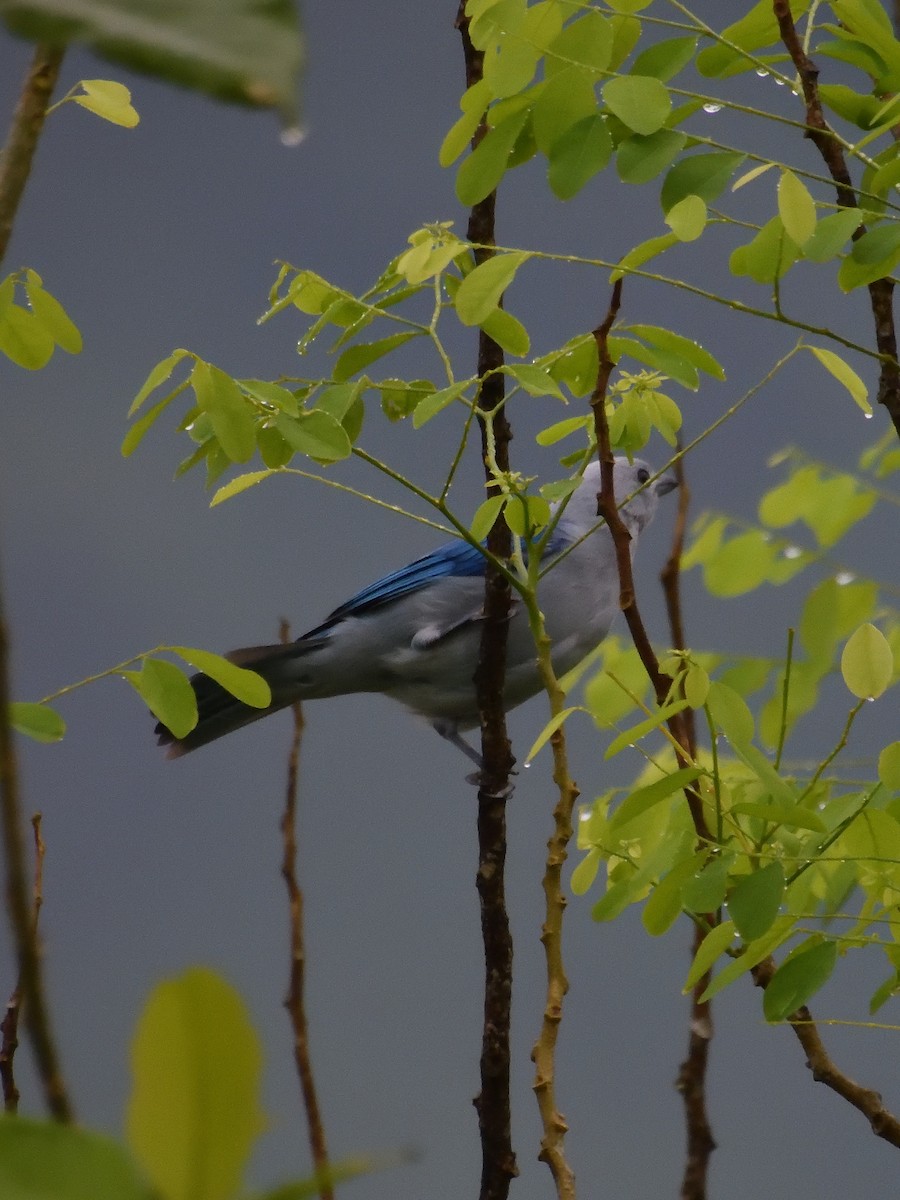 Blue-gray Tanager - ML619108773
