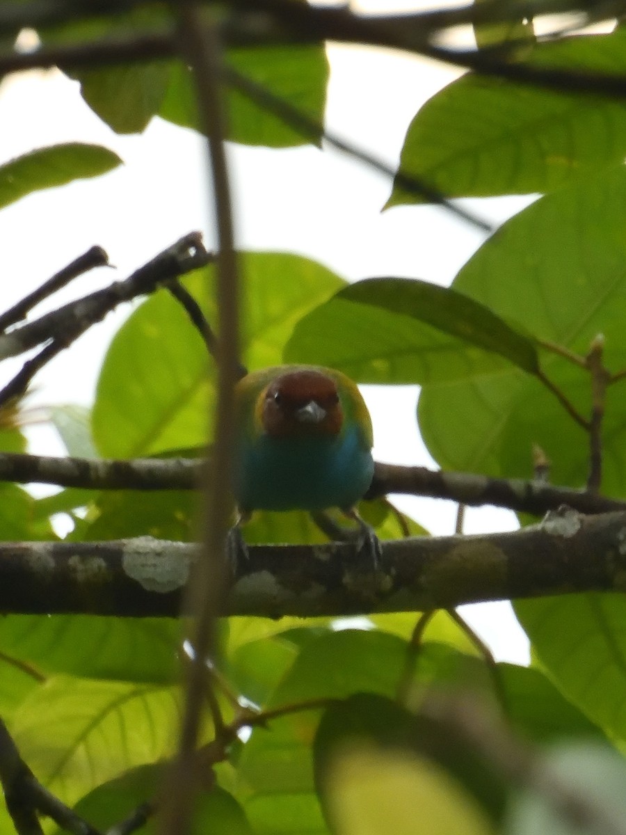 Bay-headed Tanager - ML619108793