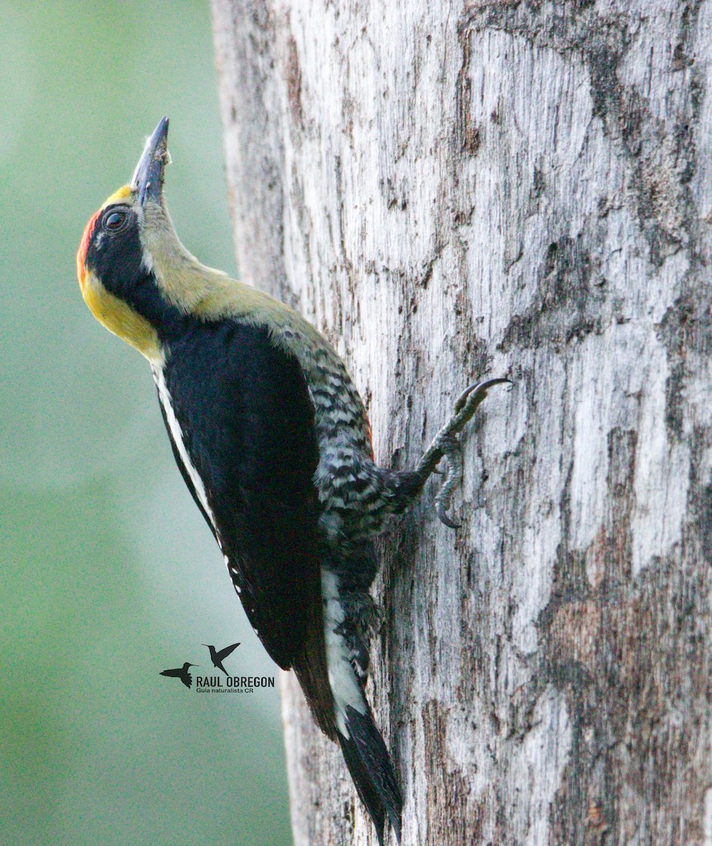 Golden-naped Woodpecker - ML619108795
