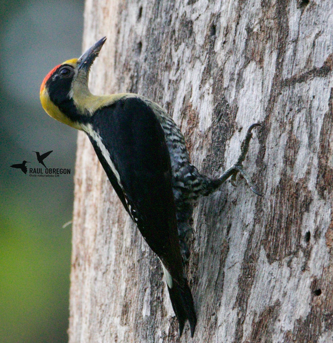 Golden-naped Woodpecker - ML619108796