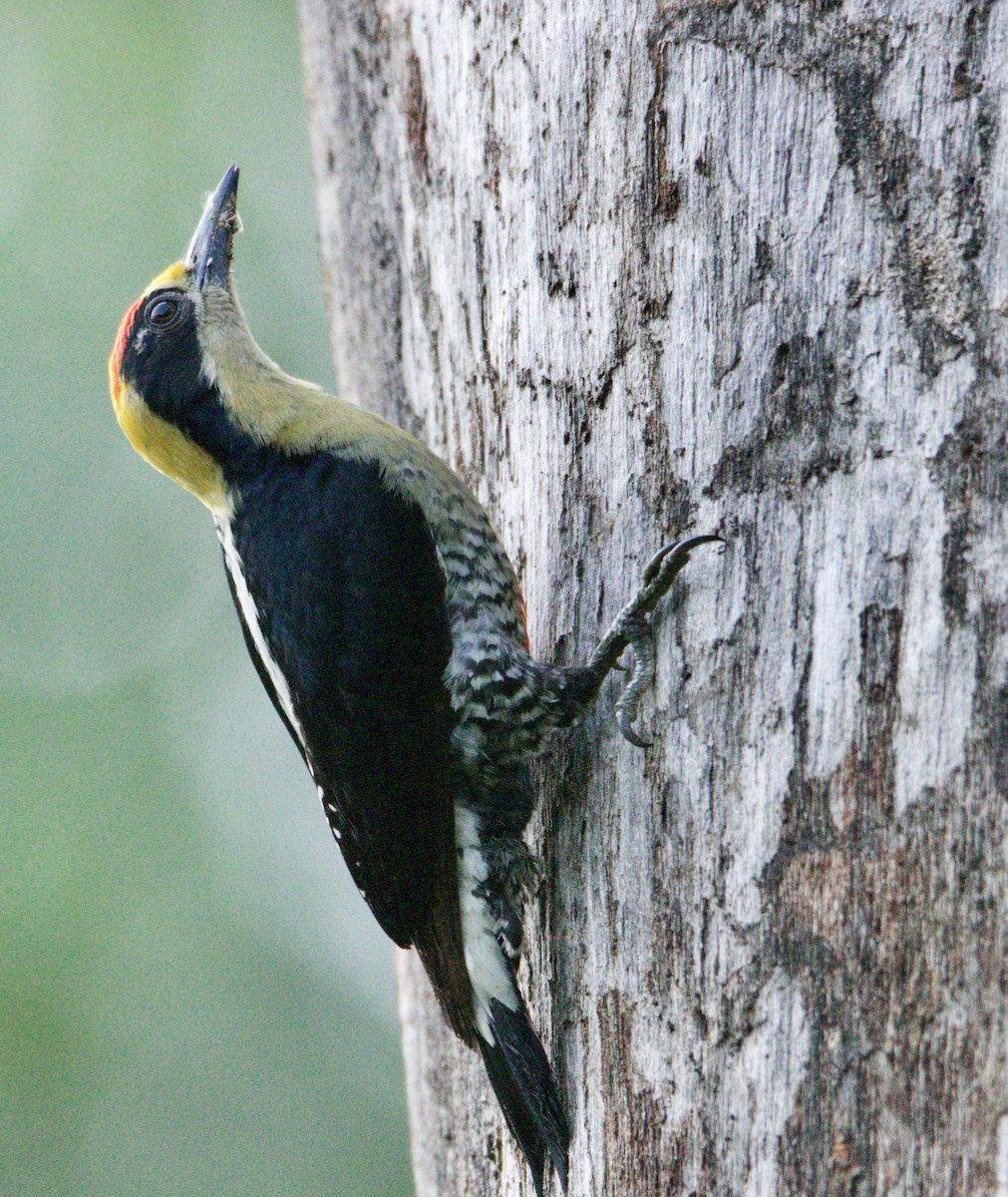 Golden-naped Woodpecker - ML619108798