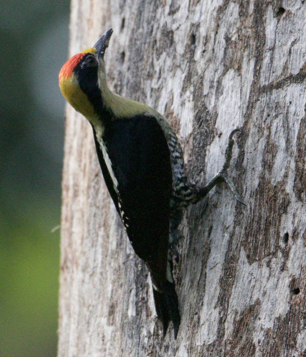 Golden-naped Woodpecker - ML619108799