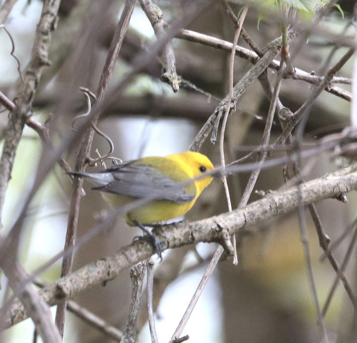 Prothonotary Warbler - ML619108813