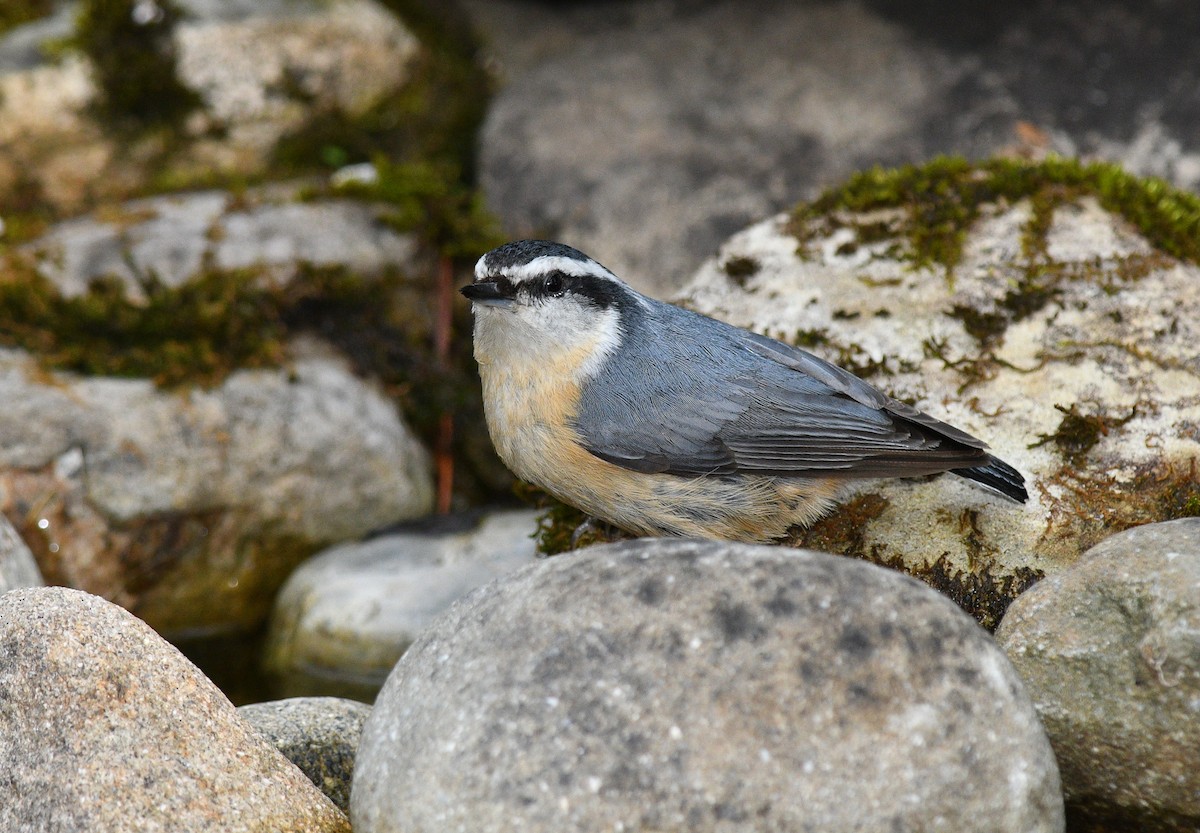 Red-breasted Nuthatch - ML619108822