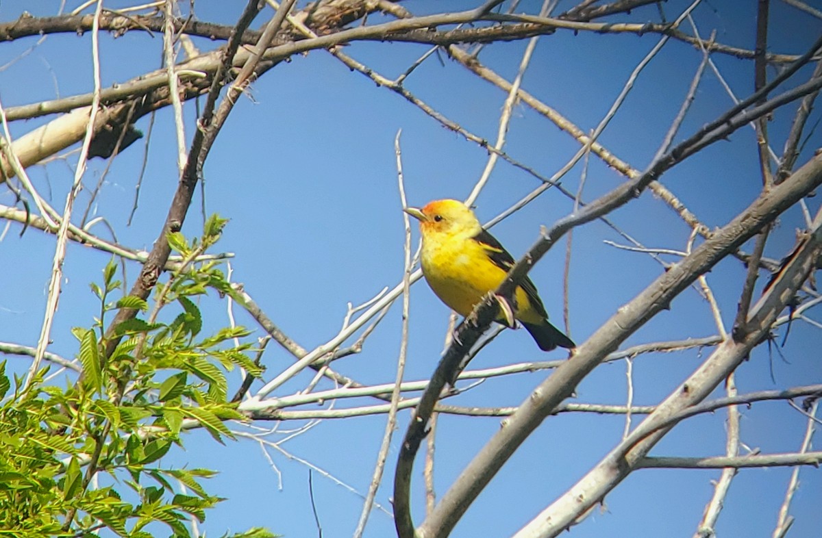 Western Tanager - ML619108828