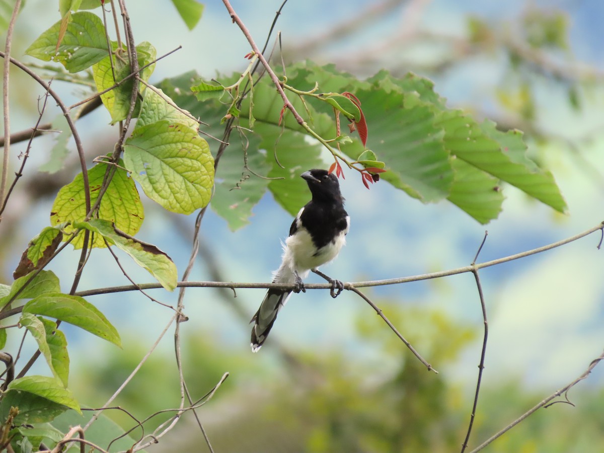 Magpie Tanager - ML619108829